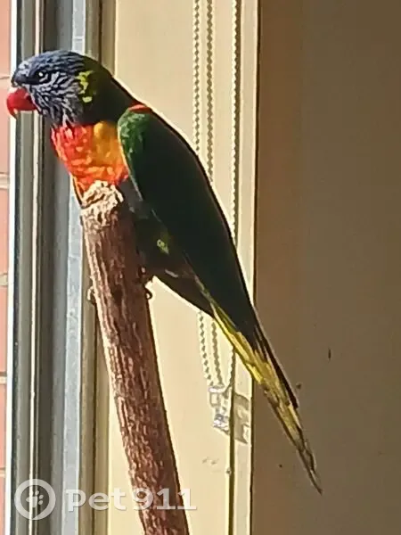 Found male bird, Melbourne - Rainbow Lorikeet - photo