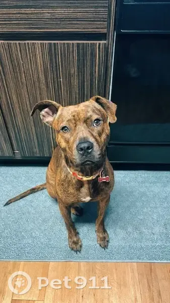 Lost female dog, Clinch Avenue, Knoxville - purple/blue collar with daisies - photo