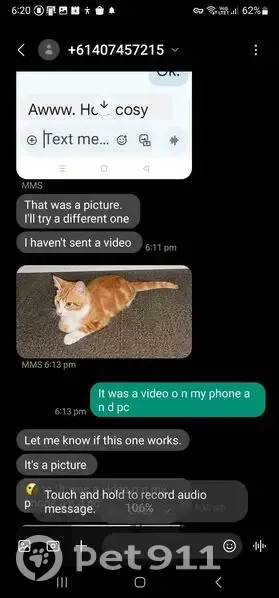 Found male cat, Sandal Crescent, Fairfield - ginger kitten - photo