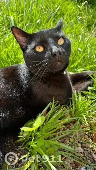 Lost male cat, Brundall, England - black short-haired, very friendly - photo
