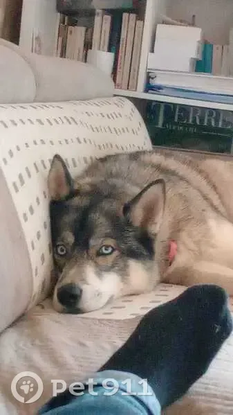 Perdu Chien, Chemin de l'Île d'Amour, 22, Meylan - Husky yeux bleus - photo