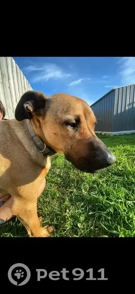 Lost female dog, Breton Drive, 10, Wyndham City - brown and timid - photo