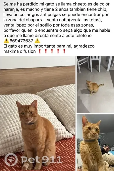 Gato perdido Macho, Chiclana de la Frontera (sl495396) - photo