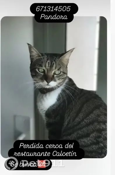 Perdido gato hembra, Calle Miguel Vivancos, Santiago y Zaraíche, Tarragona - photo