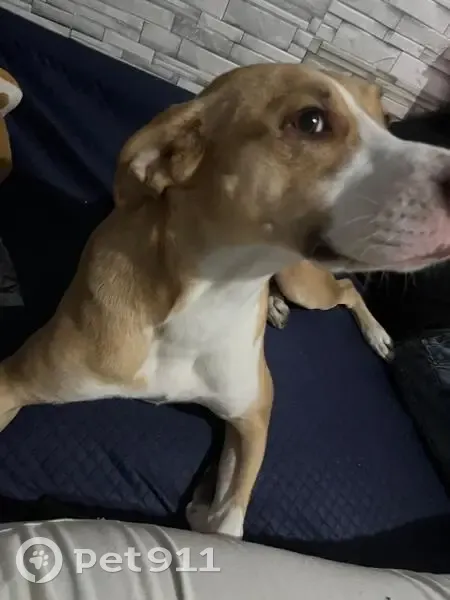 Perdido perro hembra, Nayarit, 13, Ciudad de México - color miel con cara blanca - photo