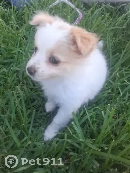 Lost Female Dog, Bribbaree Road, Sydney - 9-week-old cream brown and white - photo