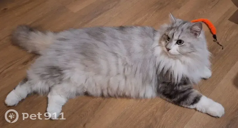 Chat perdu, Avenue Adolphe Schneider, Clamart - croisé British Longhair - photo
