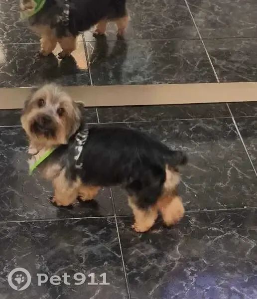 Cachorro perdido Macho (brl002585) - photo