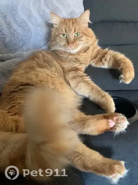 Lost male cat, Revolution Avenue, Wanneroo - extremely fluffy with green eyes - photo