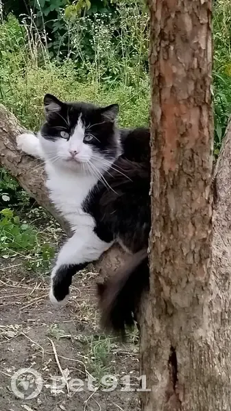 Зник кіт, бульвар Павла Вірського, Київ - не кастрований, на носі плямка - photo