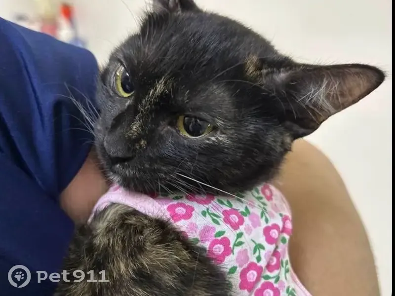 Gato desaparecido Fêmea (brl002586) - photo