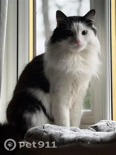 Lost male cat, Oakhampton Court, Seacroft - black and white tuxedo - photo