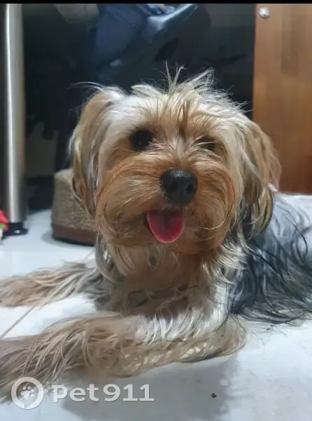 Cachorro perdido Fêmea (brl002587) - photo