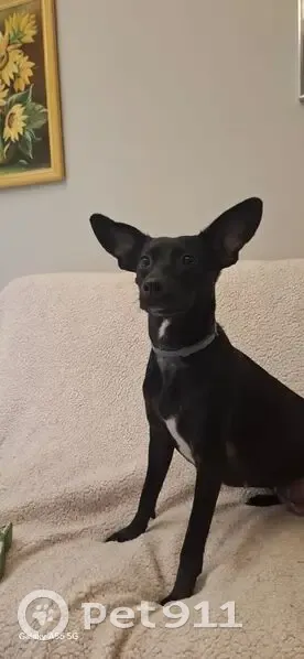 Cachorro perdido Fêmea (brl002588) - photo