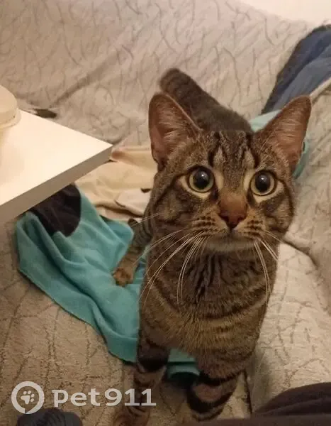 Encontrado gato masculino, Murcia, Región de Murcia - patrón atigrado - photo