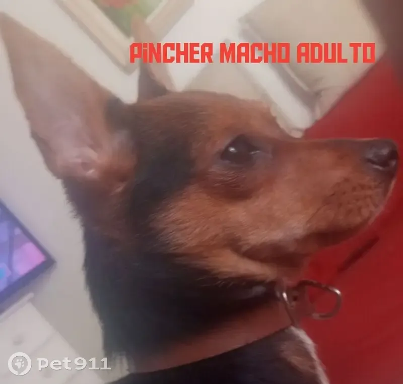 Cachorro encontrado Macho (brf002589) - photo