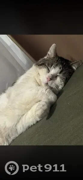 Lost male cat, South State Highway 265, Prairie Grove - very sweet and independent - photo