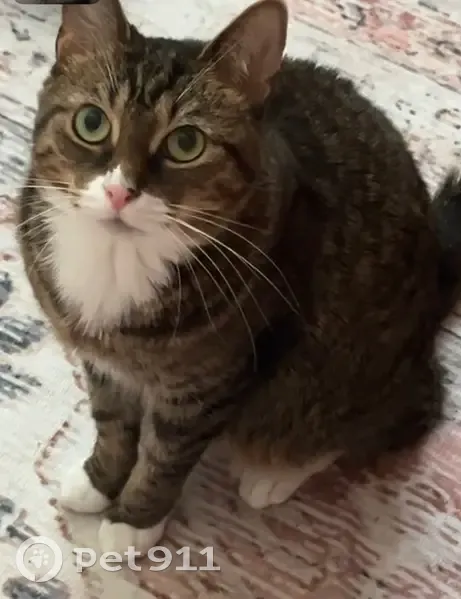 Lost female cat, West Trade Street, Charlotte - stripped brown tabby - photo