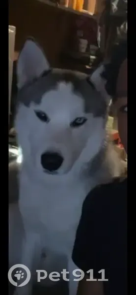 Lost male dog, Barbey Street, Brooklyn - large husky with missing tooth - photo