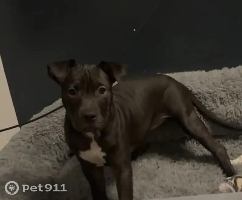 Lost female dog, South Kolmar Avenue, 751, Chicago - all black with white belly - photo