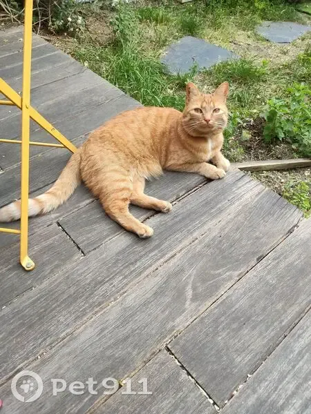 Perdu chat femelle, Chemin du Tennis, 8, Aubenas - tigré roux - photo