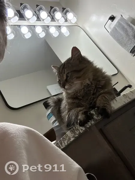 Lost male cat, North Heather Drive, Orem - fluffy with unique claw - photo