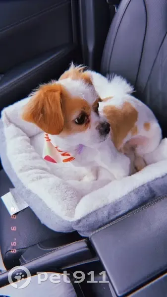 Lost male dog, Chicago - white and tan fur with a red shirt - photo