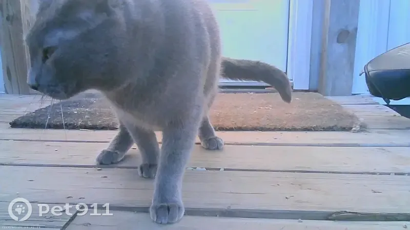 Lost male cat, Tumbleweed Lane, Reagan - fully grey and friendly - photo