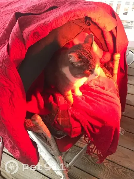 Lost male cat, Oak Street, Kansas City - grey and white with a small tear on left ear - photo