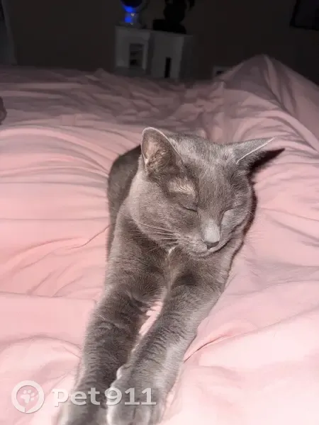 Lost female cat, Timber Ridge Street Northeast, Albany - grey with yellow eyes - photo