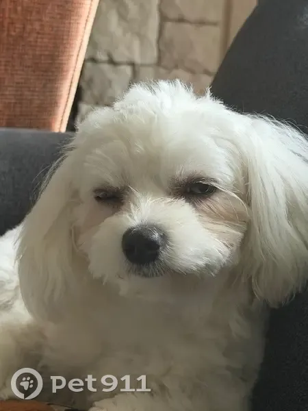 Lost Male Dog, Ranch Road 12, Wimberley - White by Golf Course - photo