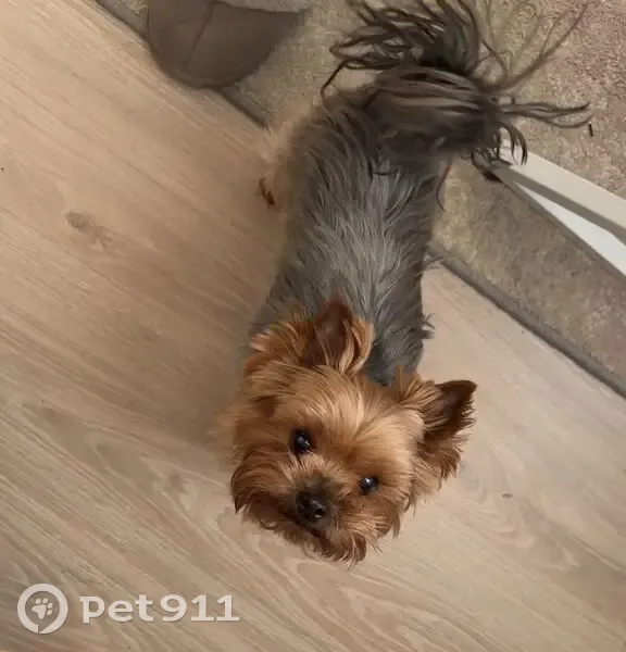 Зник собака, вулиця Левка Лукʼяненка, 21/19, Київ - порода Йоркшерський міні - photo