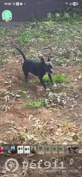 Lost female dog, South Arkansas Avenue, Russellville - black & white - photo