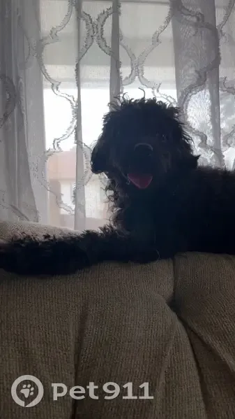 Lost male dog, Elm Avenue, Riverton - black mixed poodle - photo
