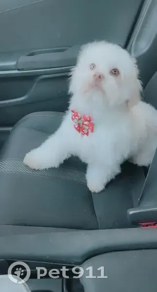 Lost female dog, E 46th St, Los Angeles - photo