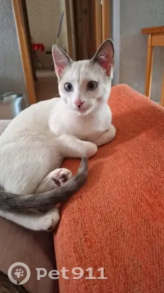 Gato perdido Hembra, Elche (sl495402) - photo