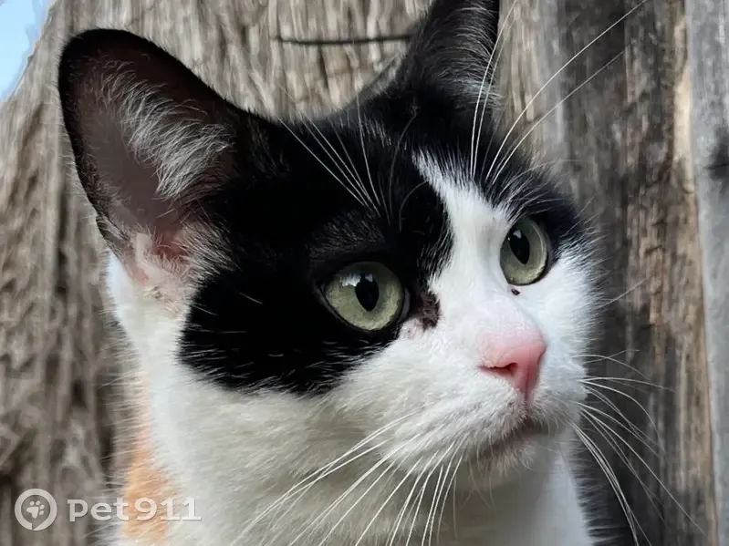Perdido gato hembra, Carretera de Cala Gració, Ibiza - cola quebrada - photo