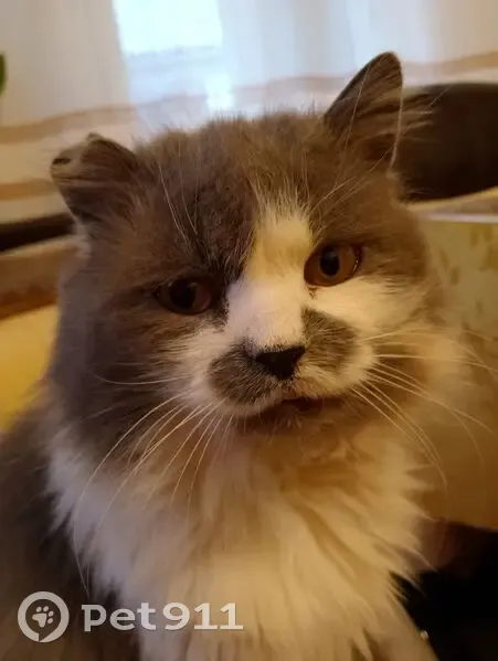 Зник кіт, Рокитне, Рівненська область - розпливчастий зрачок - photo