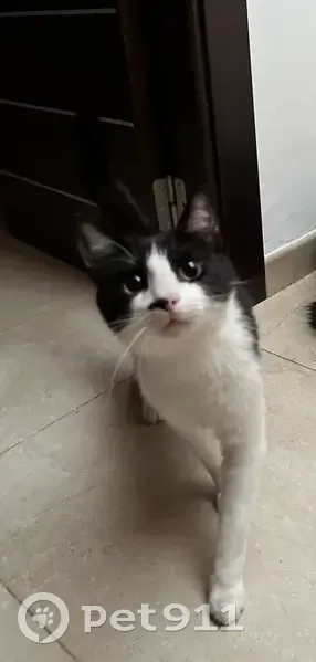 Perdido gato masculino, Avenida Molino Alto, Granada - ojos verdes - photo