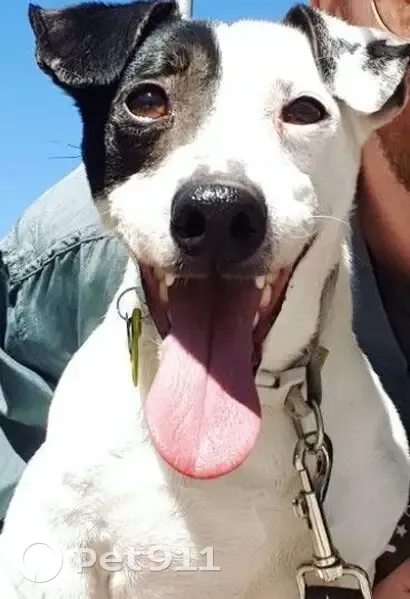 Perdido perro masculino, Cabezón de la Sal, Torrelavega - Jack Russell blanco con parche negro - photo