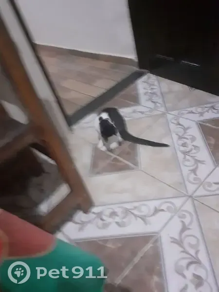 Gato desaparecido Fêmea (brl002592) - photo