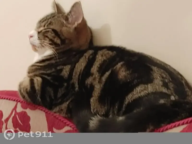 Lost male cat, Saltley, Birmingham B8 - tabby with tigerish pattern - photo