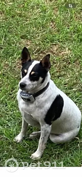 Lost male dog, Wilberforce - black and white fox terrier - photo