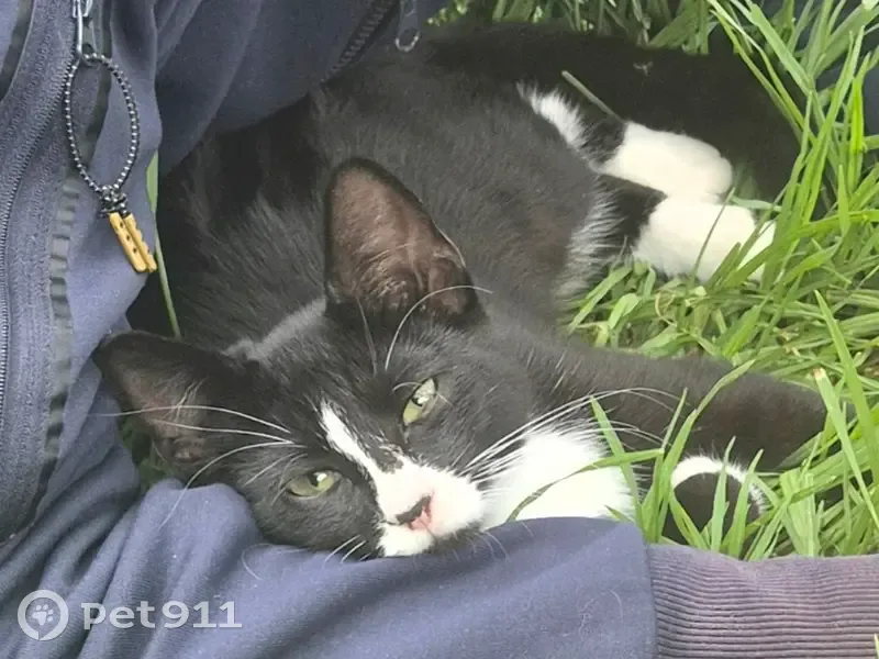Lost female cat, Carbenet Drive, Adelaide - black and white kitten - photo