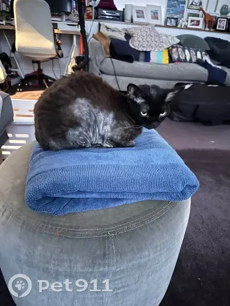 Missing cat Female, Sydney (al495824) - photo