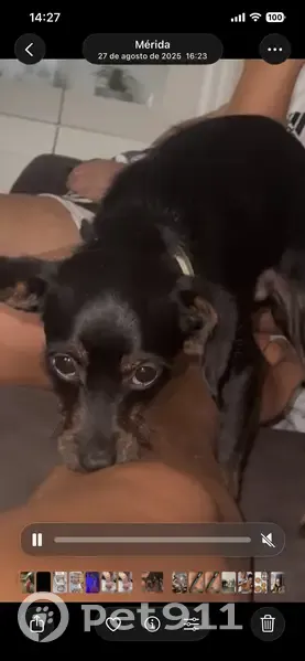 Perdido perro macho, Mérida, 06800, Badajoz - responde al nombre de Pipo - photo