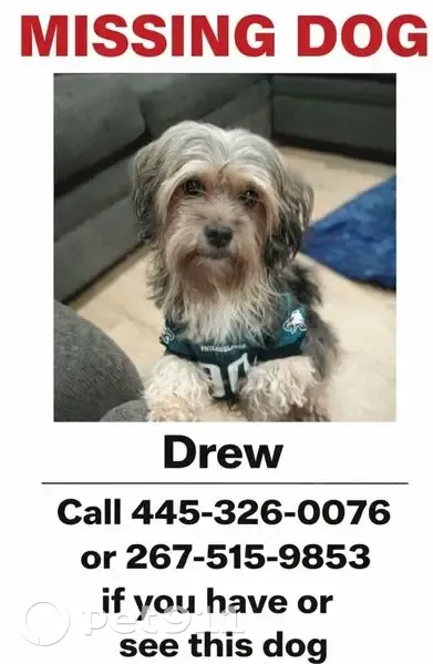 Lost male dog, Christian Street, Philadelphia - green Eagles jersey on - photo