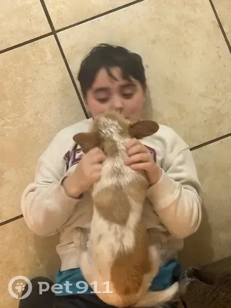 Lost male dog, Lawton, Oklahoma - tan & white, Chihuahua & Terrier mix - photo