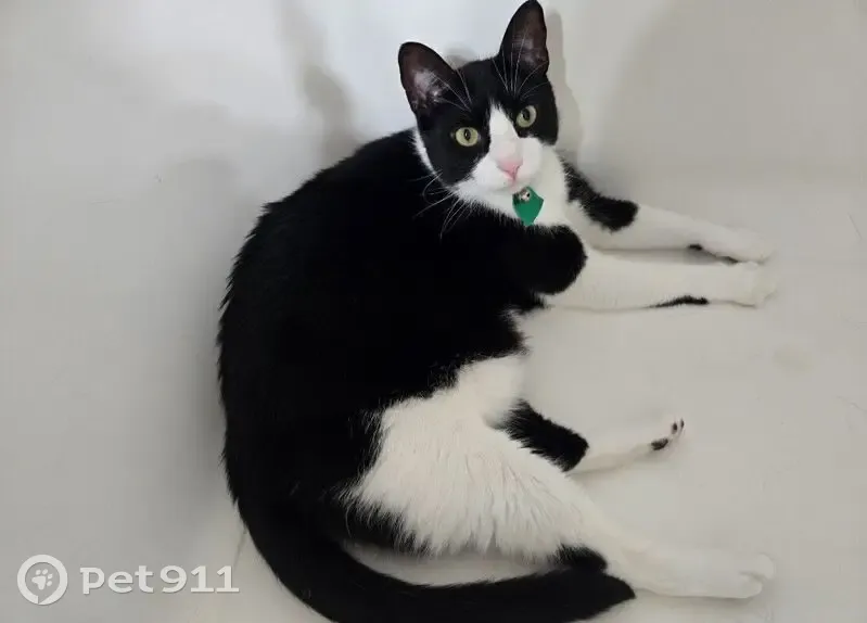 Lost female cat, South 31st Street, Temple - photo