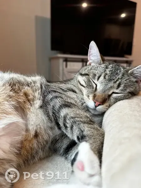 Lost male cat, South Tryon Street, Charlotte - white paws and freckle on nose - photo